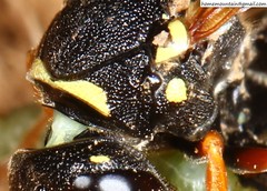 Pseudepipona valentinae