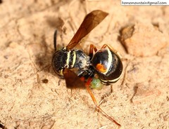 Pseudepipona valentinae