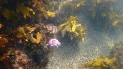 Pyura spinifera