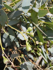 Eucalyptus orgadophila
