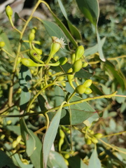 Eucalyptus orgadophila