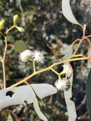 Eucalyptus orgadophila