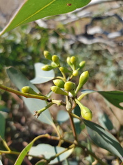 Eucalyptus orgadophila