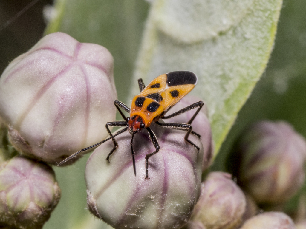 Tropidothorax fimbriatus