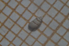Carychium tridentatum