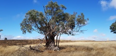 Eucalyptus orgadophila