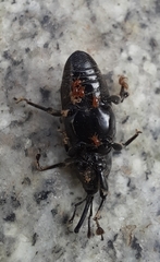 Odoiporus longicollis