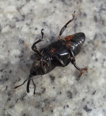 Odoiporus longicollis