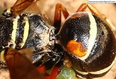 Pseudepipona valentinae