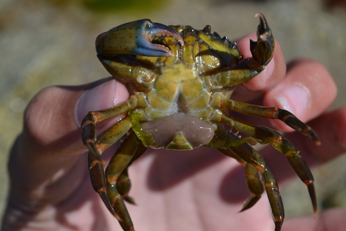 Crab-hacker barnacle, photo 4 of 10