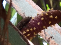 Ailuronyx trachygaster