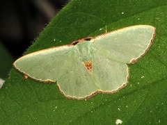 Heterorachis devocata devocata