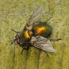 Gymnocheta viridis