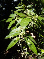 Cinnamomum verum