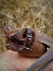 Austronomus australis