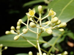 Cinnamomum verum