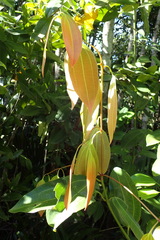 Cinnamomum verum