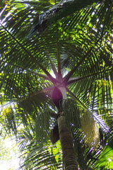 Deckenia nobilis