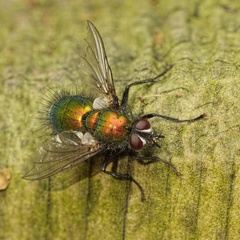 Gymnocheta viridis