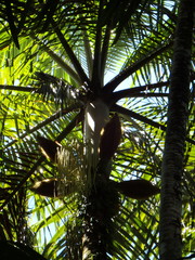 Deckenia nobilis