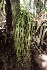 Deckenia nobilis