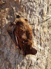 Austronomus australis