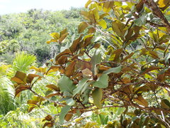 Dillenia ferruginea