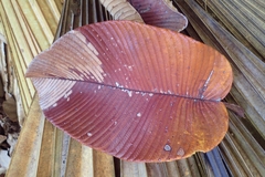 Dillenia ferruginea