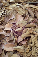 Dillenia ferruginea