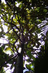Dillenia ferruginea