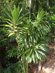 Dracaena floribunda
