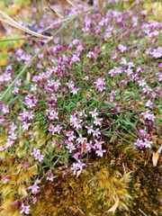 Lobelia eckloniana