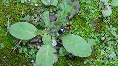 Dasymutilla paraparadoxa