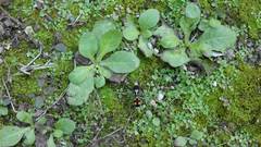 Dasymutilla paraparadoxa