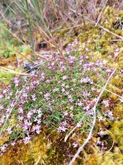 Lobelia eckloniana