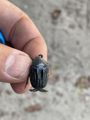 Oplostomus fuligineus