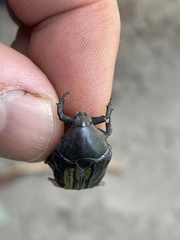 Oplostomus fuligineus