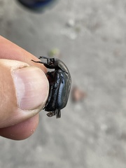 Oplostomus fuligineus