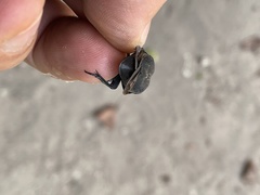 Oplostomus fuligineus