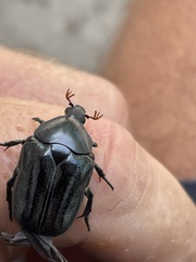 Oplostomus fuligineus