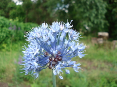 Allium caeruleum
