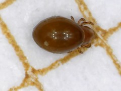 Phthiracarus