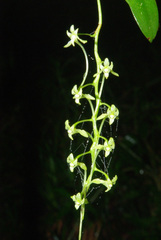 Mystacidium flanaganii image