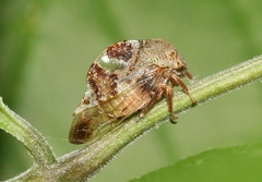 Cyrtolobus tuberosus
