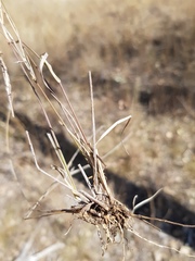 Aristida calycina