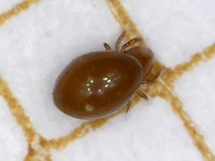 Phthiracarus