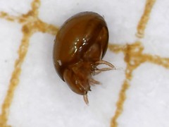 Phthiracarus