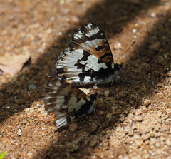 Uranothauma falkensteinii