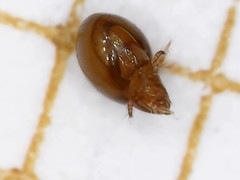 Phthiracarus