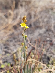 Bulbine alata